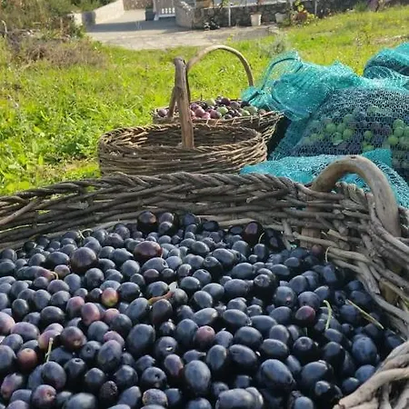 Goga Ždrelac
